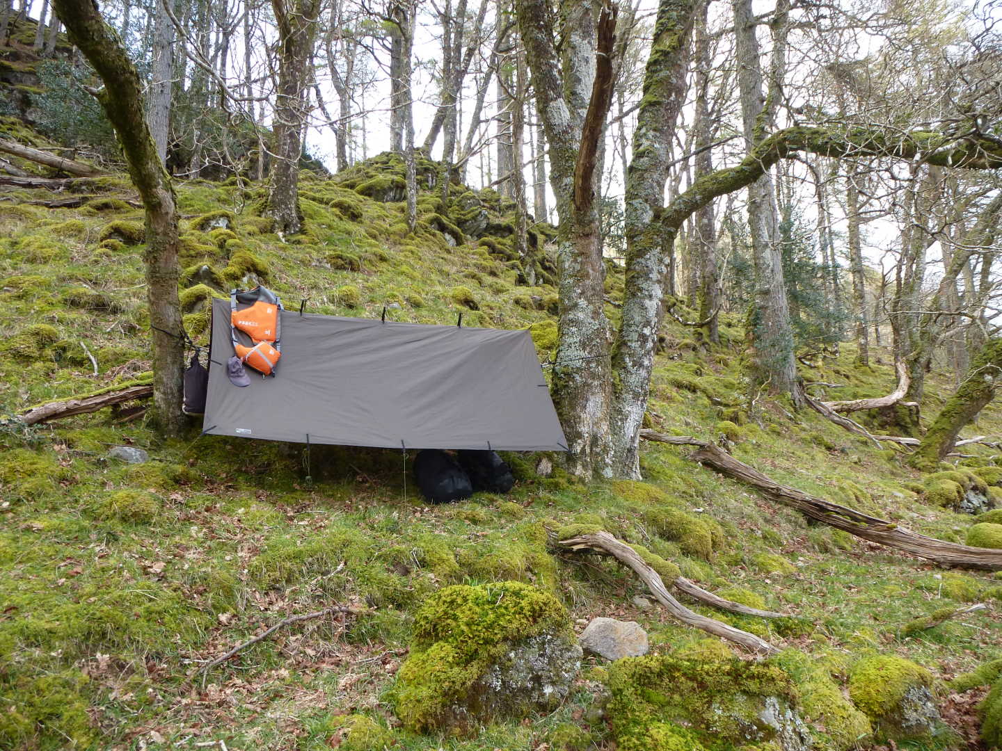 A hammock tied between two trees surrounded by mossy woodland
