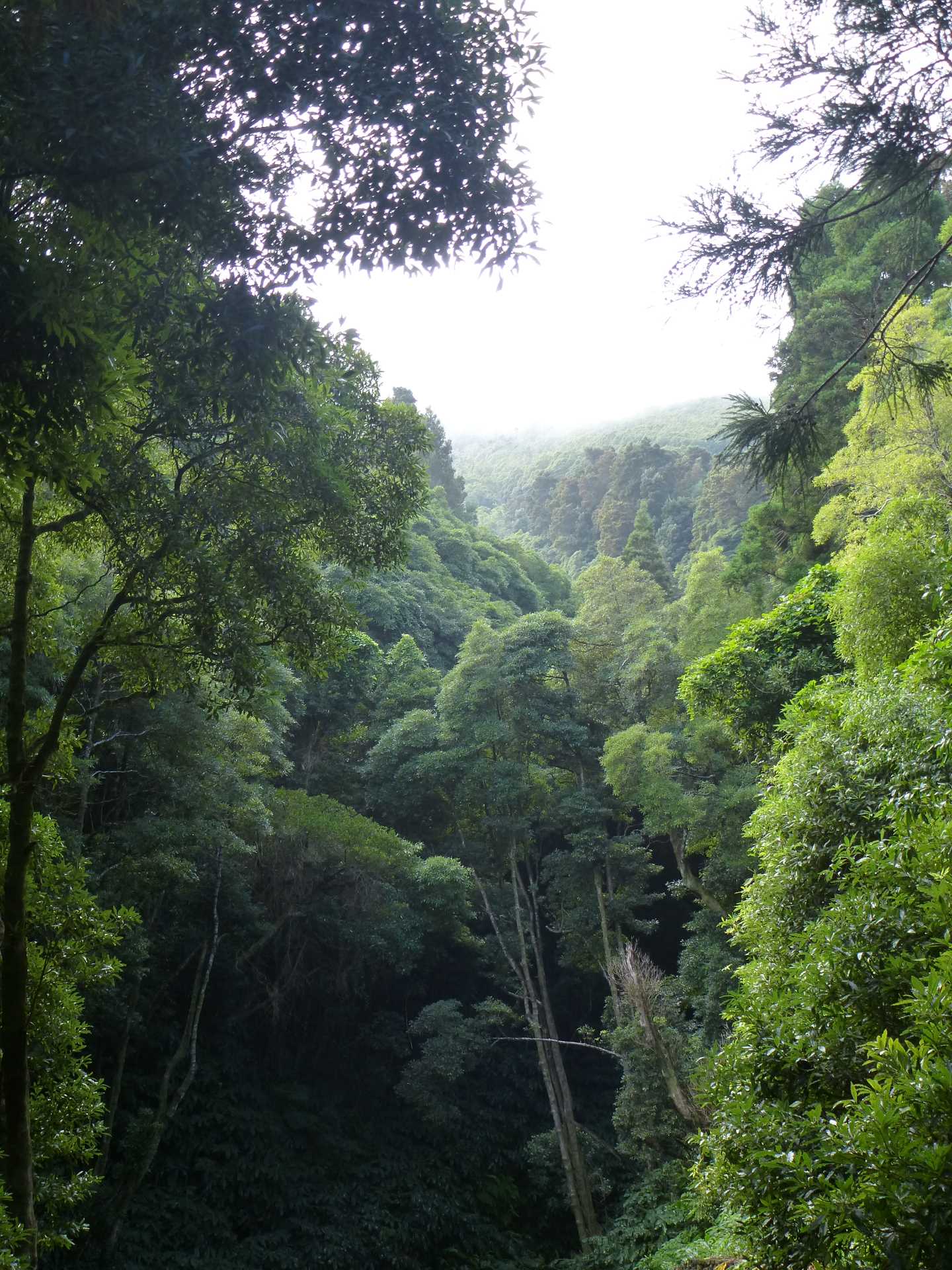 A view of a lush green valley of trees