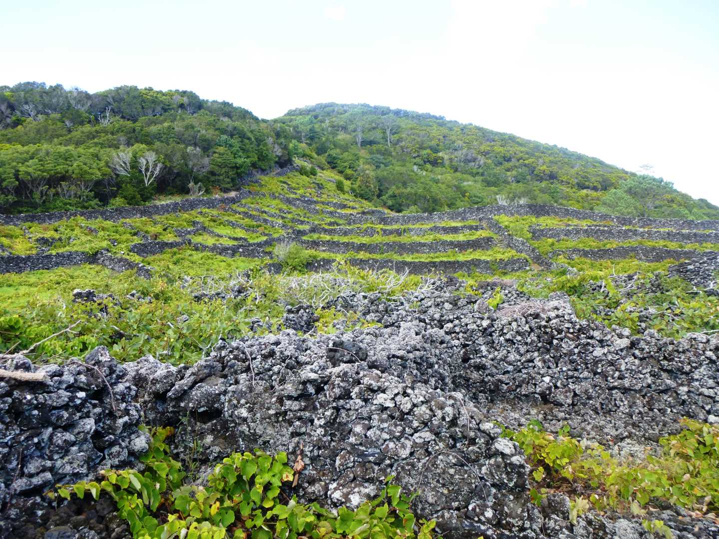 Image of the UNESCO protected grape fields