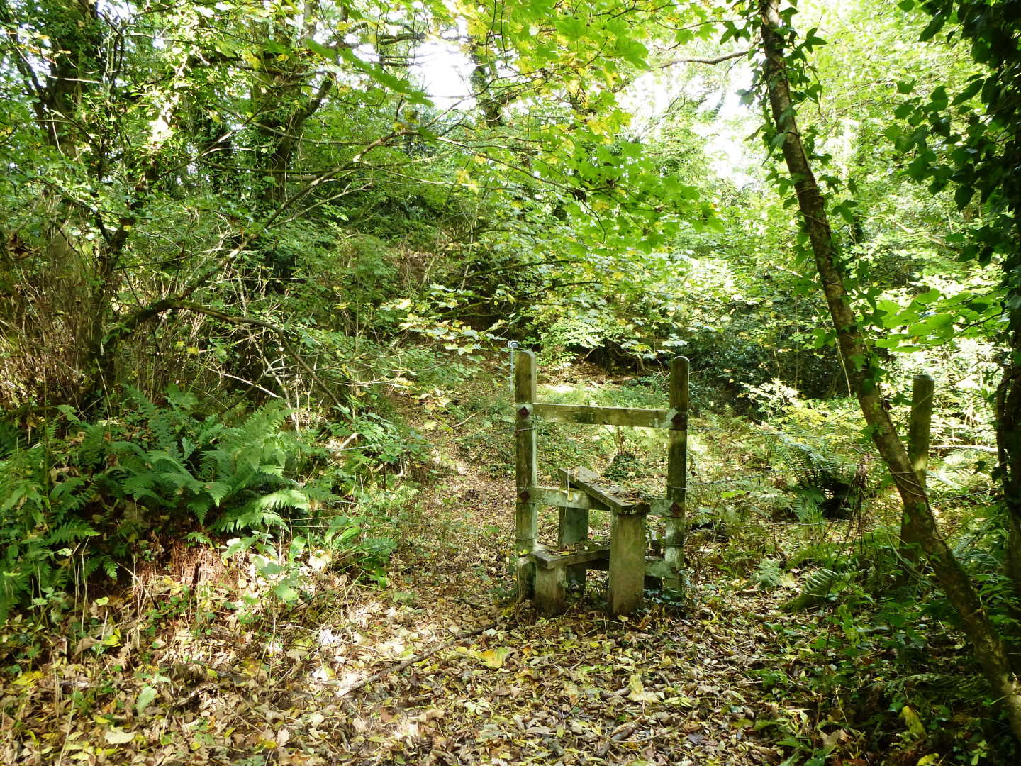 A wooden stile in a wooded area