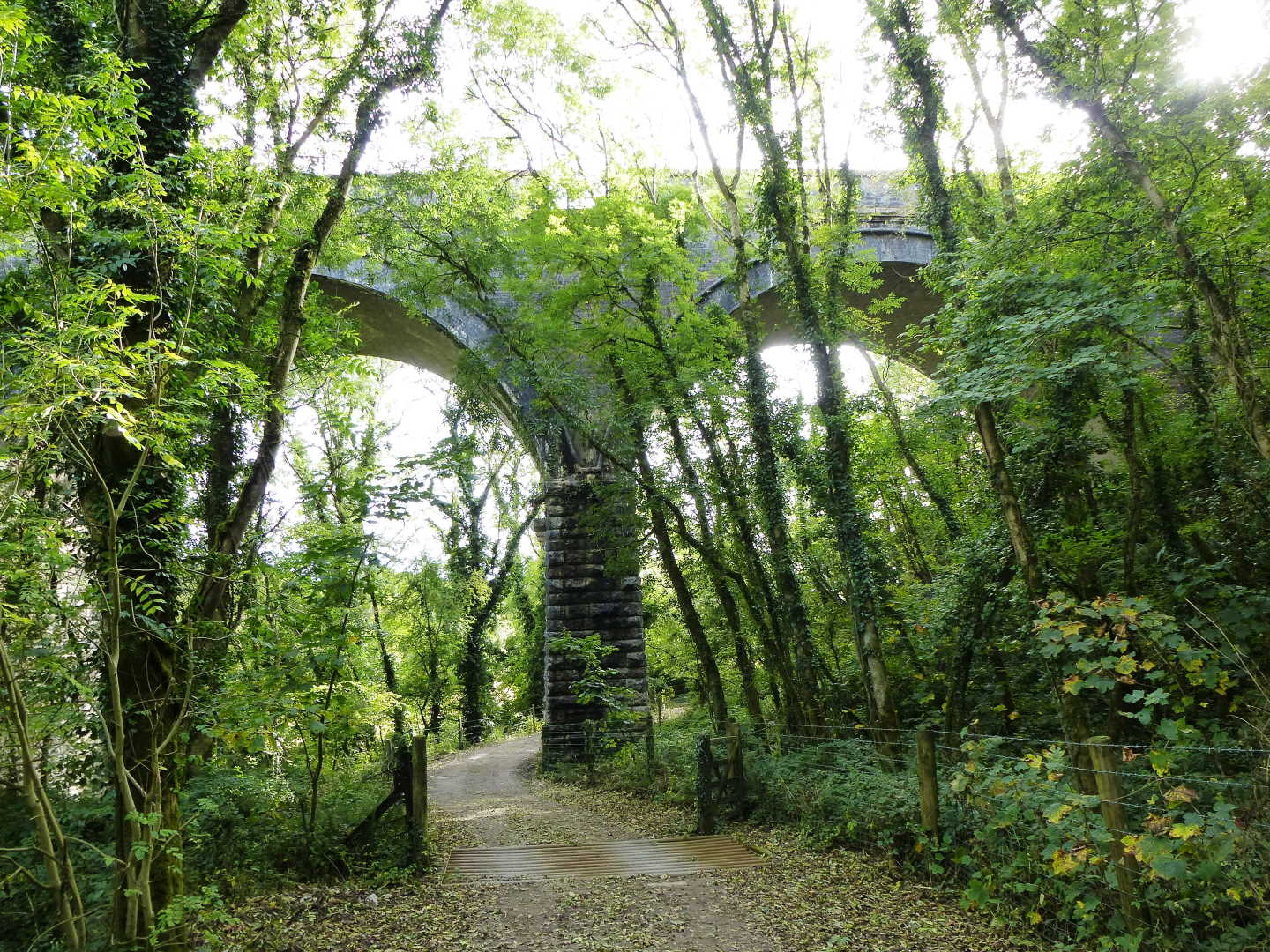 A view looking up to a viaduct through trees