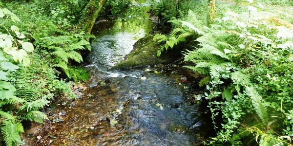 A photo of a small stream surrounded by ferns