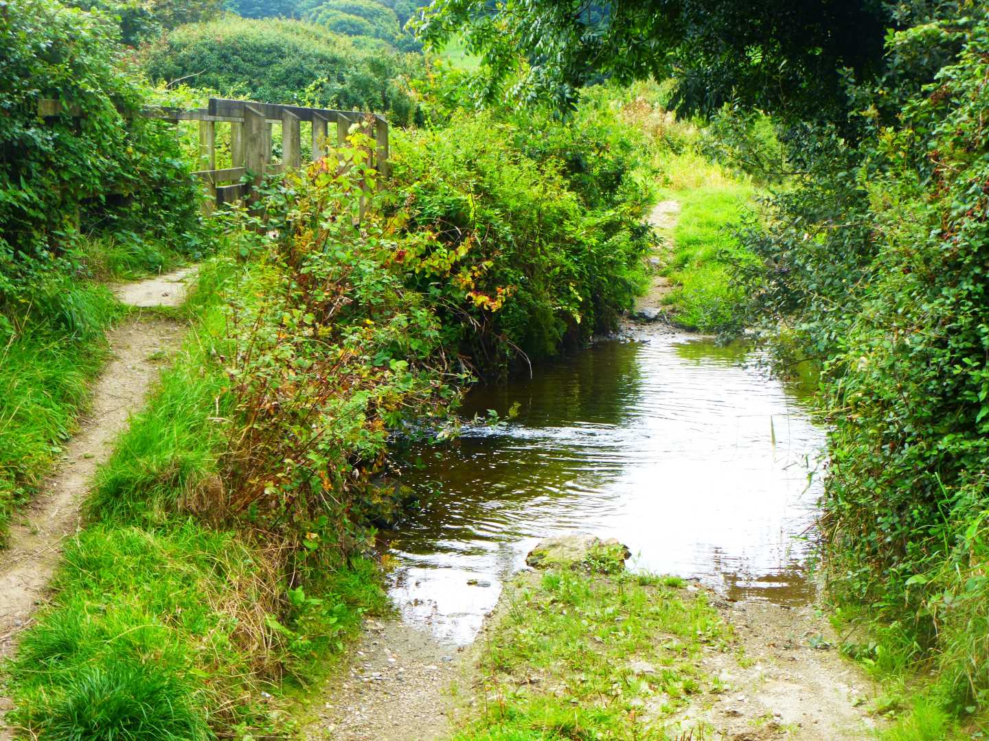 A small ford in a stream surrounded by ferms and other vegetation