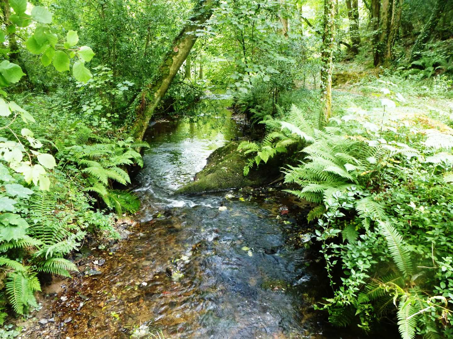 The river menalhyl surrounded by ferns