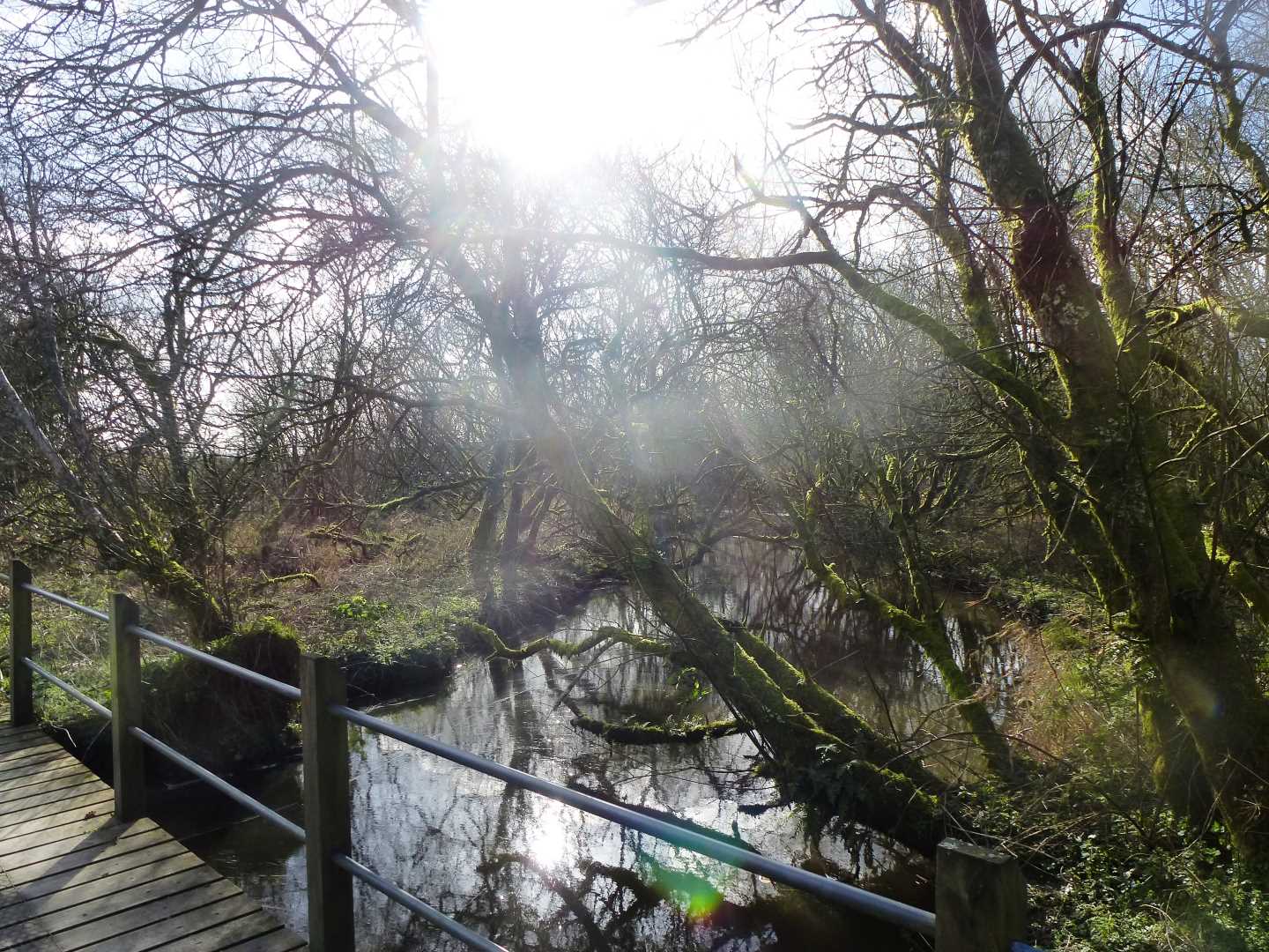 The footbridge in the foreground with trees and the river behind
